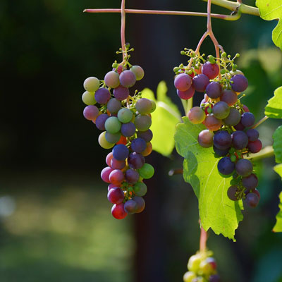 Grapes on the vine